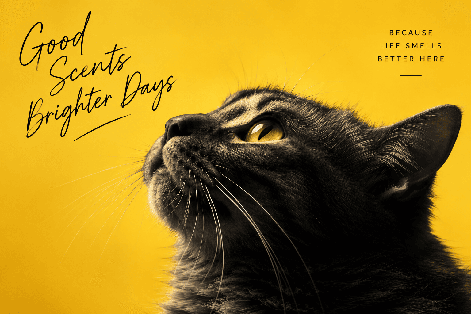Good Scents, Brighter Days — because life smells better here. A cat looking up against a golden yellow background.